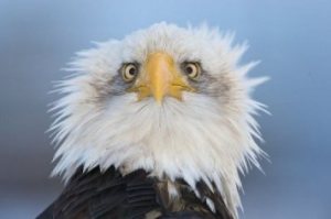 Balsam Mountain Eagle-The Preserve